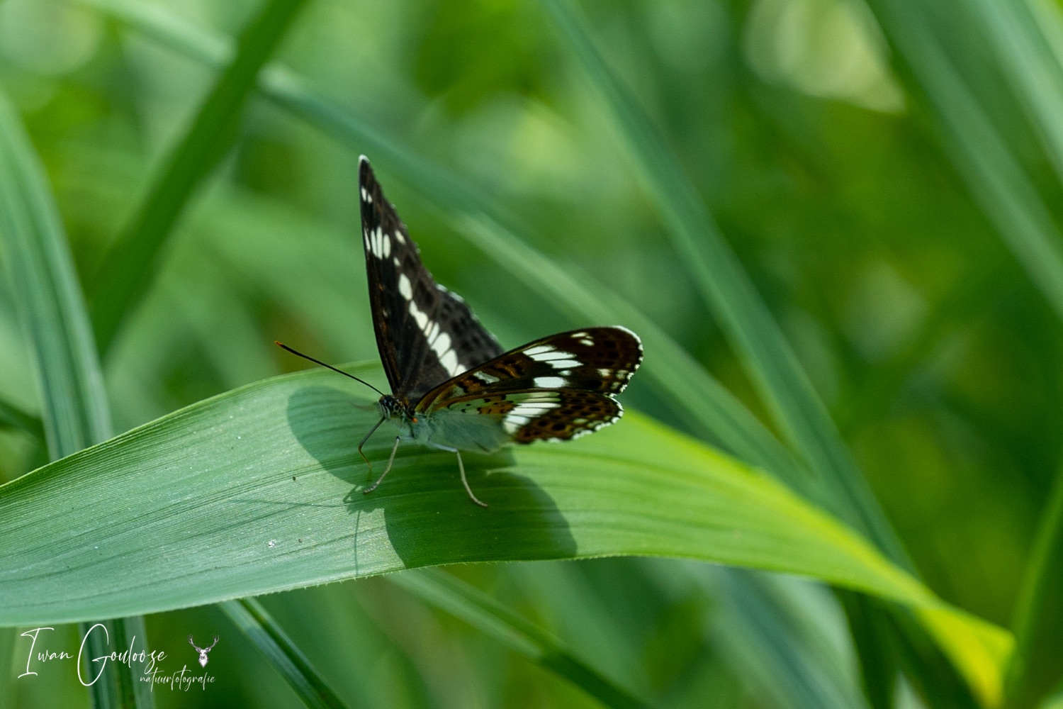 12 juni 2023 124238  R2A8287